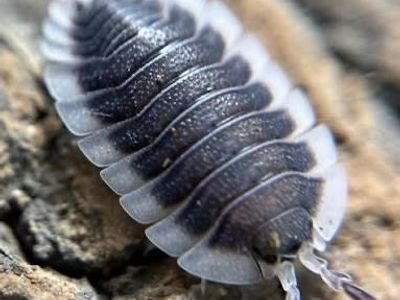 Greek Shield Isopod