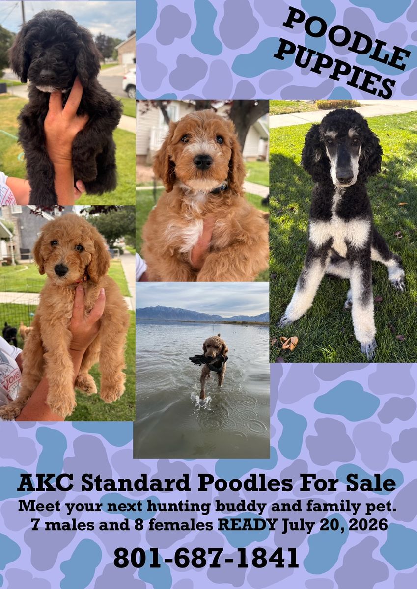 AKC Standard Poodle Puppies - 6 Males, 6 Females, Vaccinated, Dewormed, Vet Checked