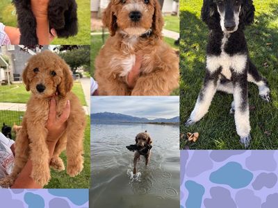 AKC Standard Poodle Puppies - 6 Males, 6 Females, Vaccinated, Dewormed, Vet Checked