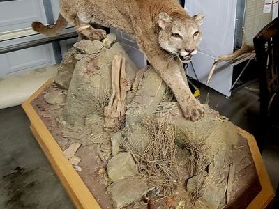 Big Cougar