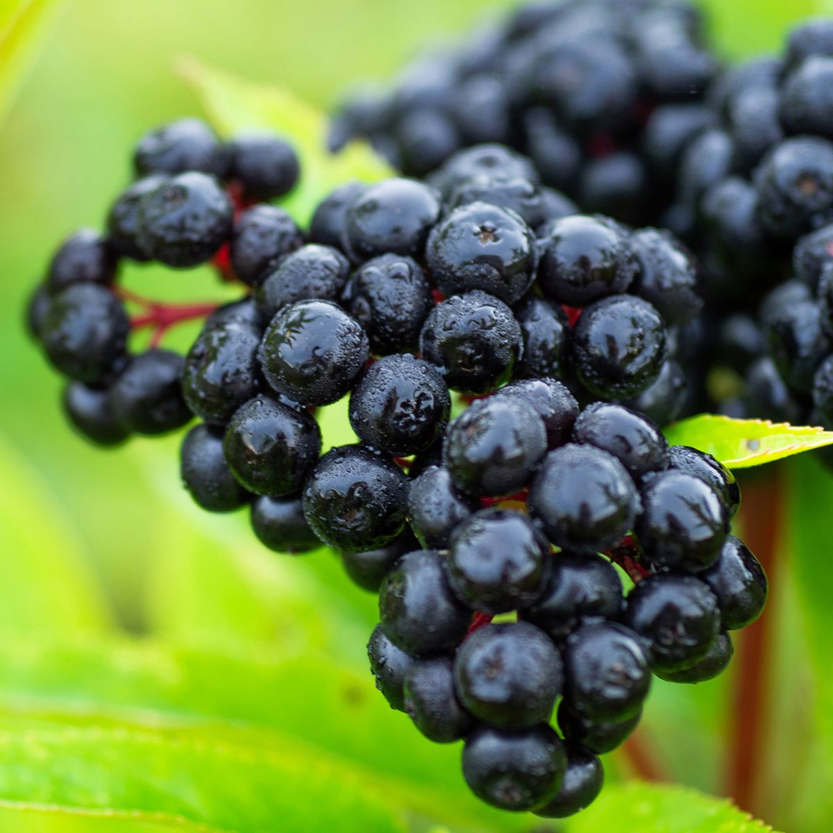 Native Elderberry Bush starts