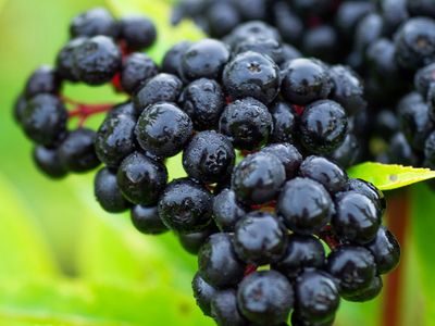 Native Elderberry Bush starts