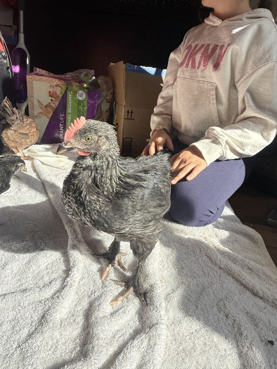 Splash Maran Roosters