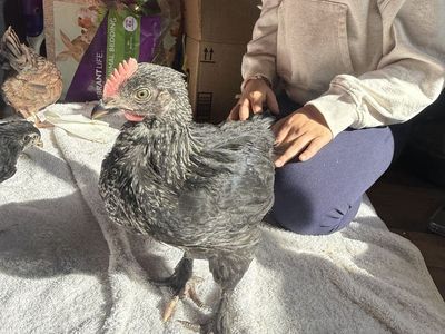 Splash Maran Roosters