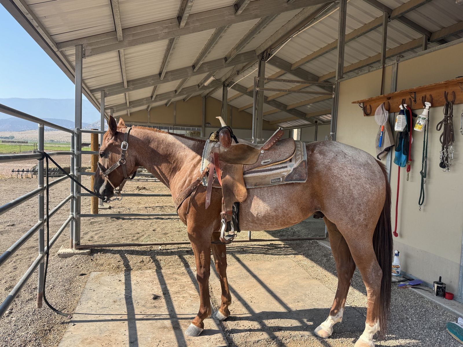 4 year old Red Roan