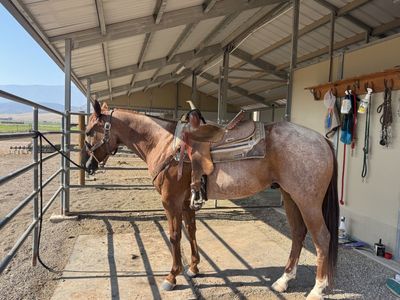4 year old Red Roan