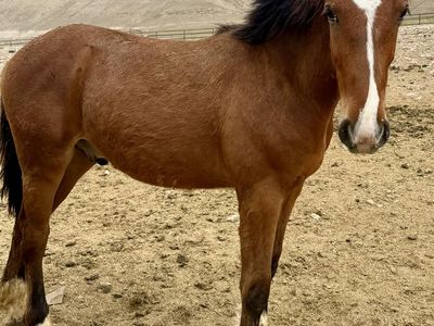 Big 1/2 Draft Colt!