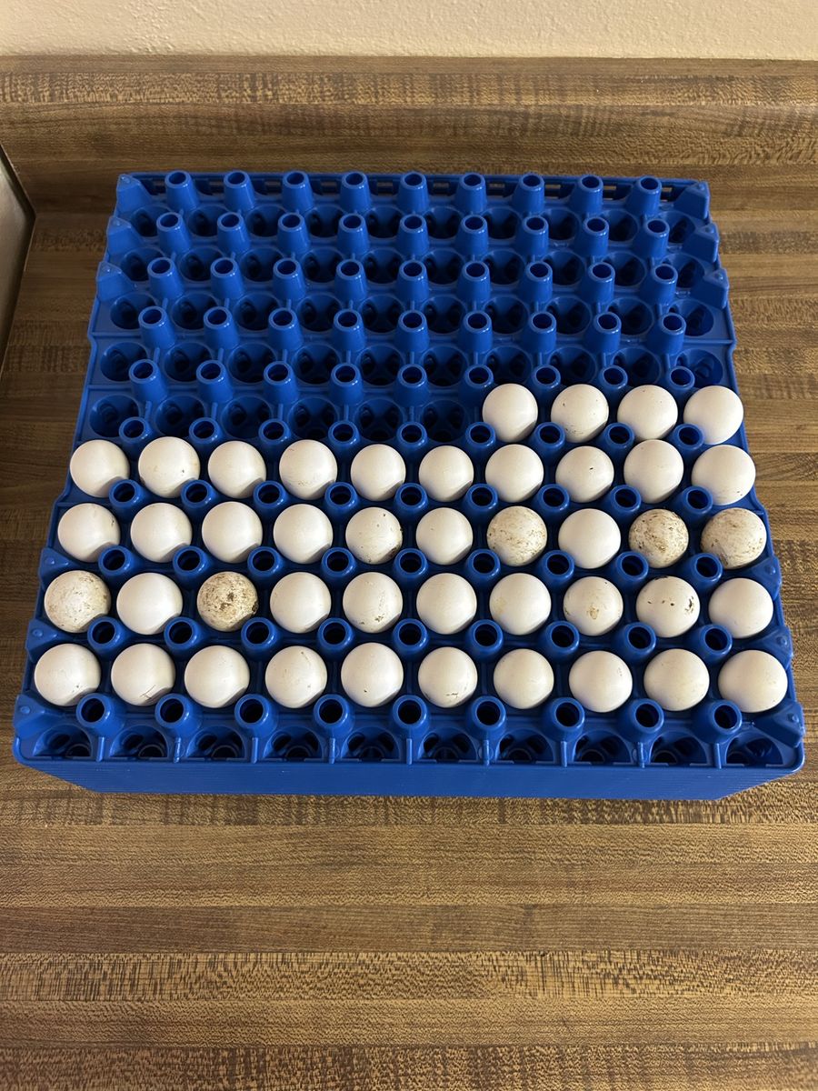 Bobwhite quail hatching eggs