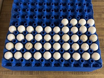 Bobwhite quail hatching eggs
