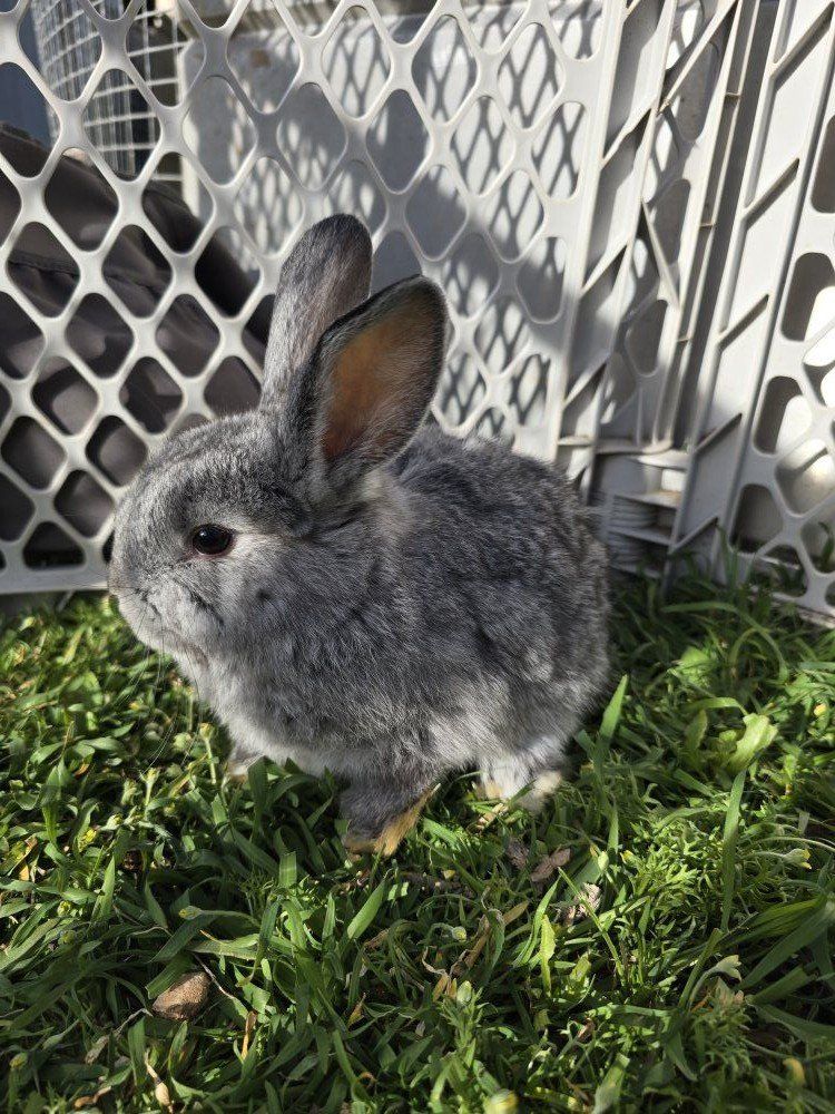 Holland Lop Mix (buck)