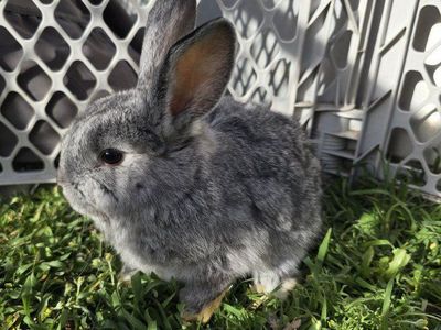 Holland Lop Mix (buck)