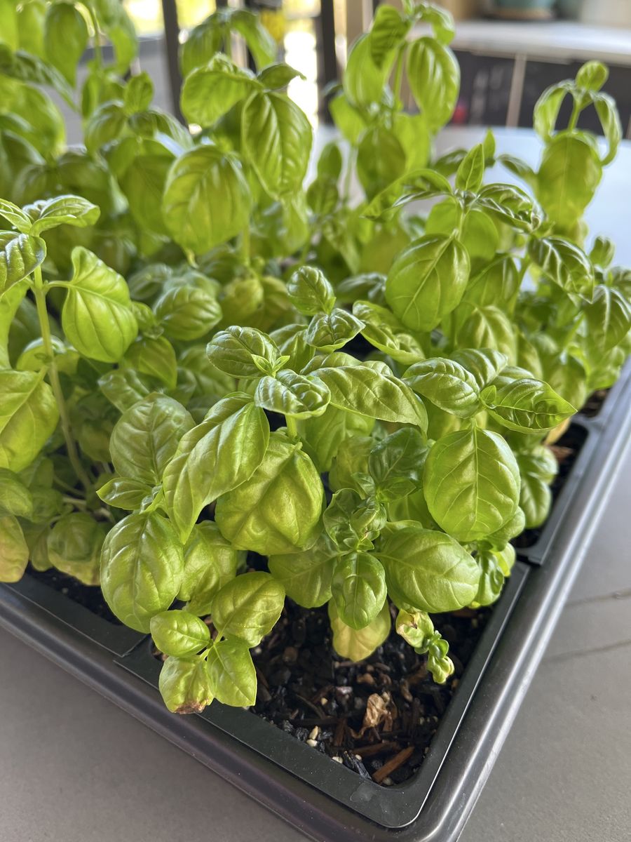 Fresh Basil Plants - Seedlings Ready for Your Garden or Pot