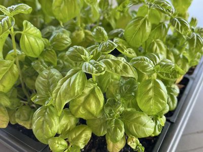 Fresh Basil Plants - Seedlings Ready for Your Garden or Pot