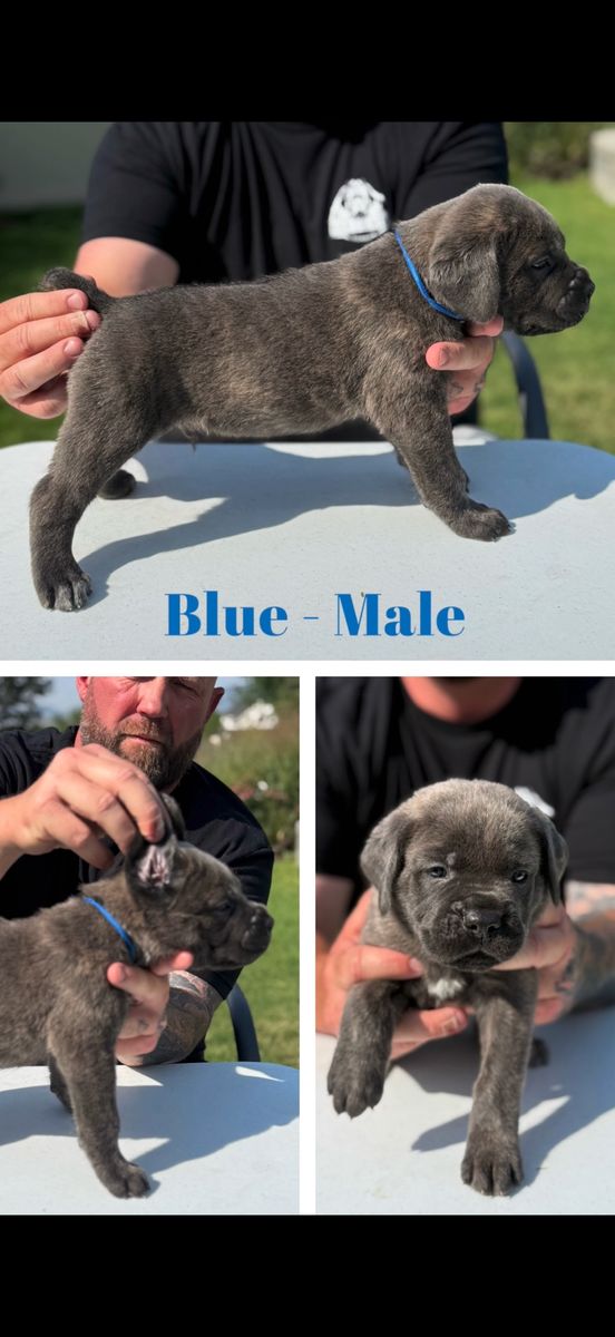 AKC Cane Corso Puppies 