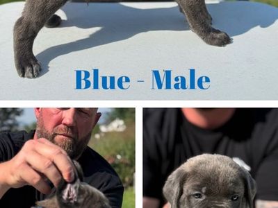 AKC Cane Corso Puppies