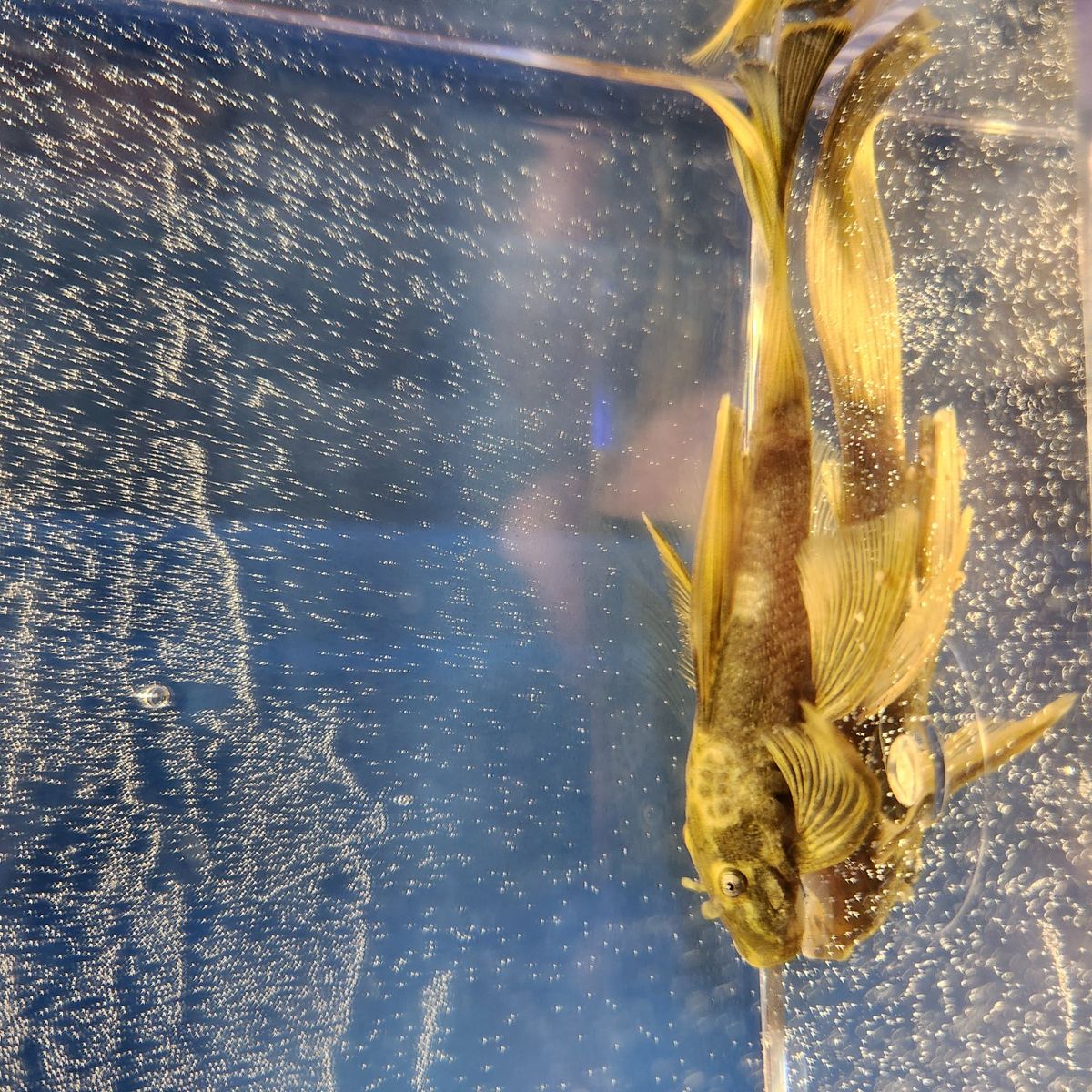 Longfin Green Dragon Bristlenose