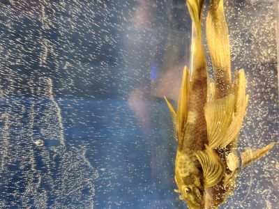 Longfin Green Dragon Bristlenose