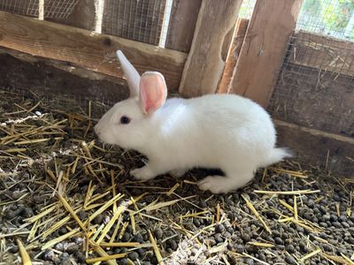 New Zealand Meat Rabbits and Breeders
