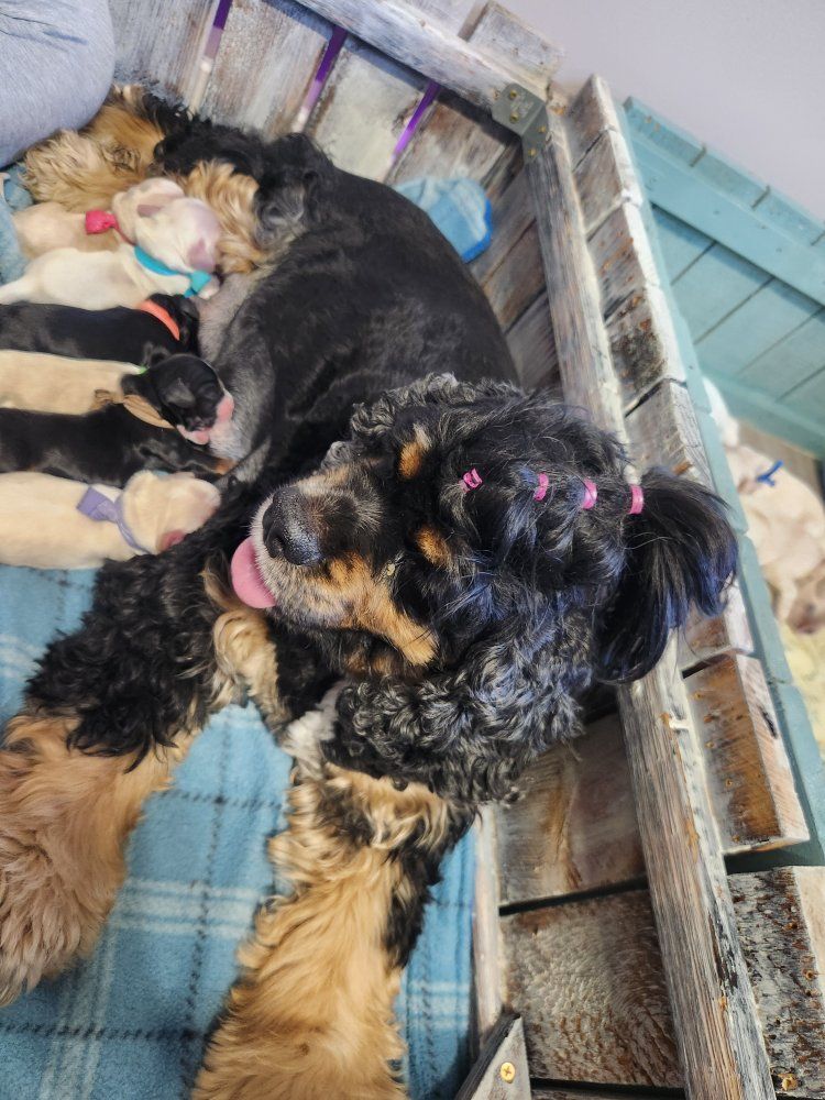 AKC Registered American Cocker Spaniel Puppies