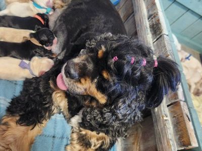 AKC Registered American Cocker Spaniel Puppies