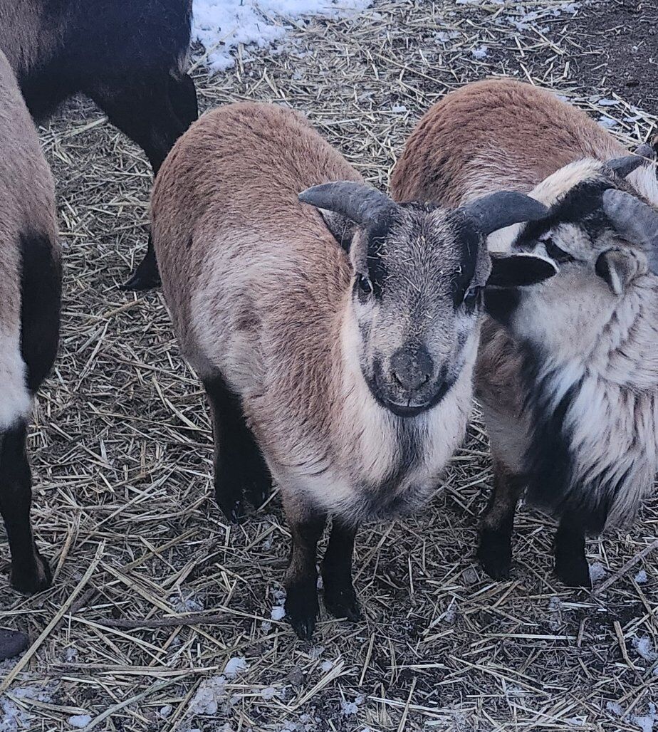 American Blackbelly Ram Lamb