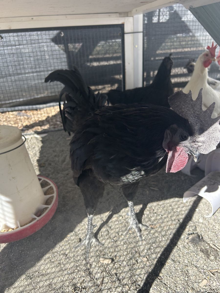 Ayam Cemani Trio