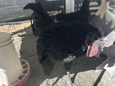 Ayam Cemani Trio
