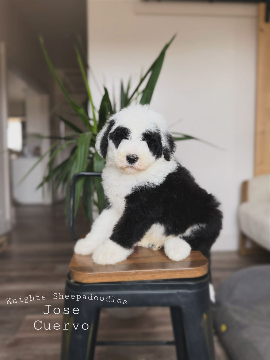 Standard Sheepadoodle
