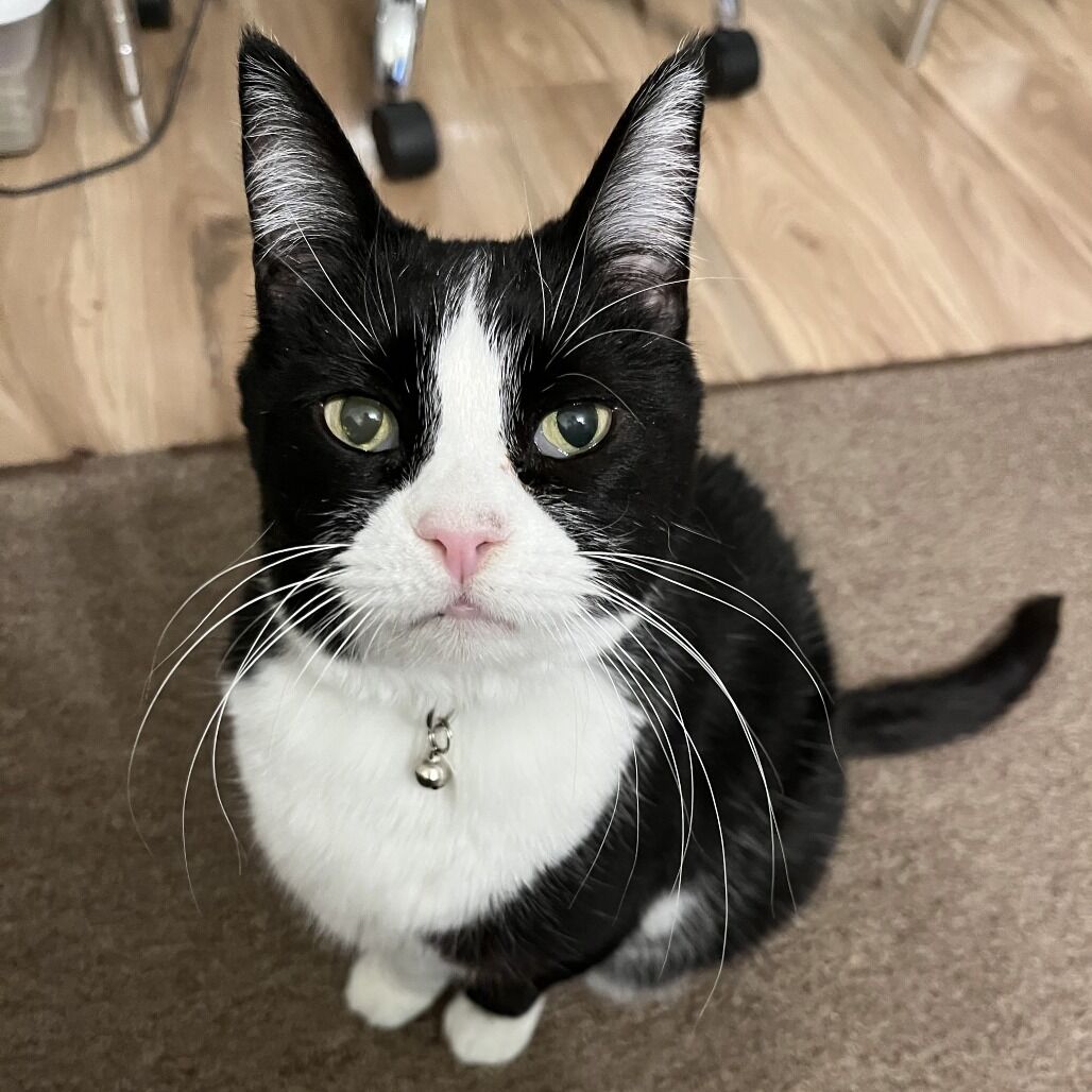 Hello my name is Whisper