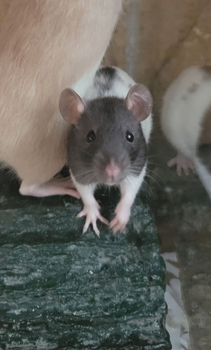 Adorable Female 3 mo Old Pet Rat