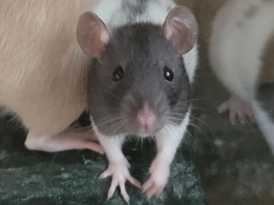 Adorable Female 3 mo Old Pet Rat
