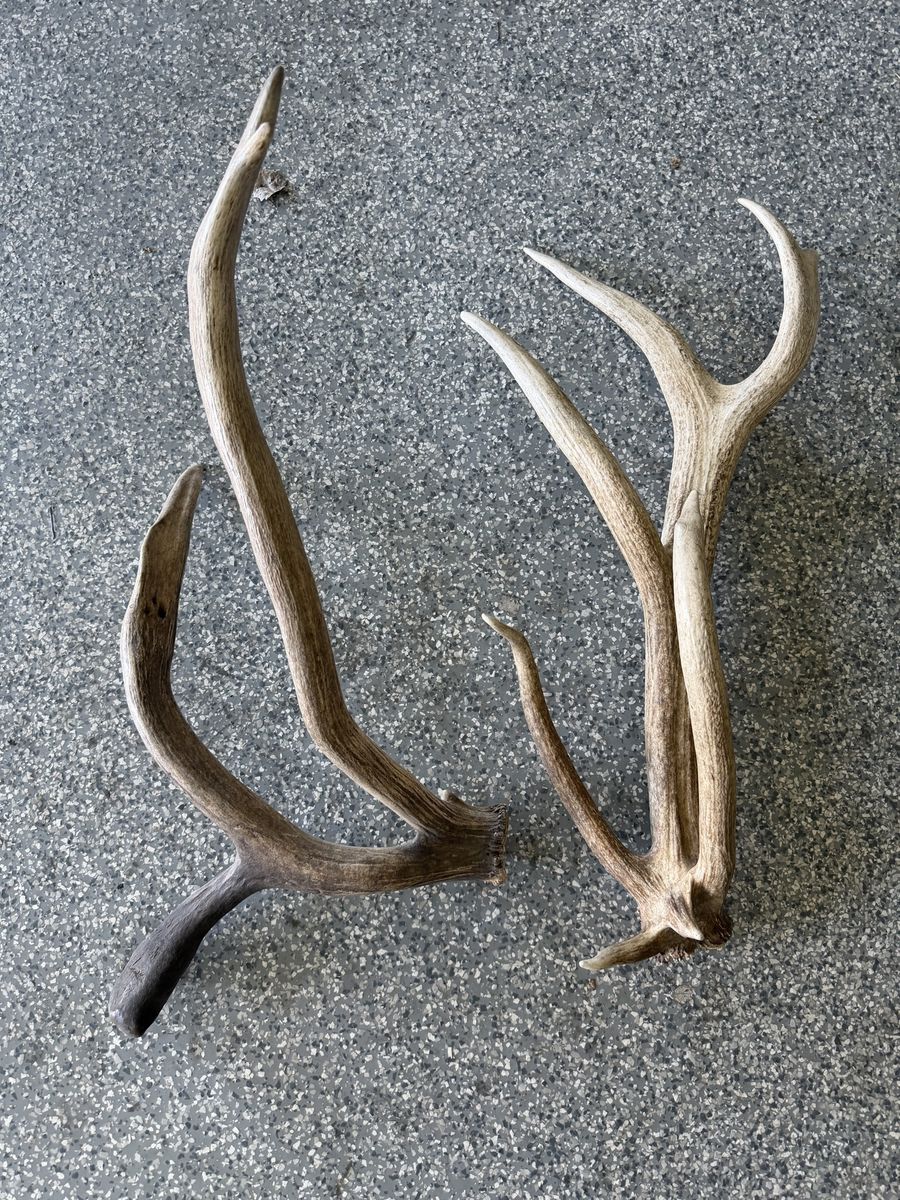 Unique Elk Sheds