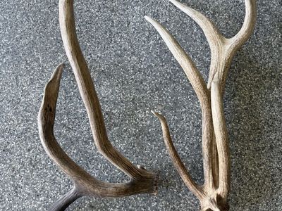 Unique Elk Sheds