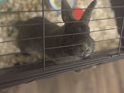 Male dwarf rex2 years old