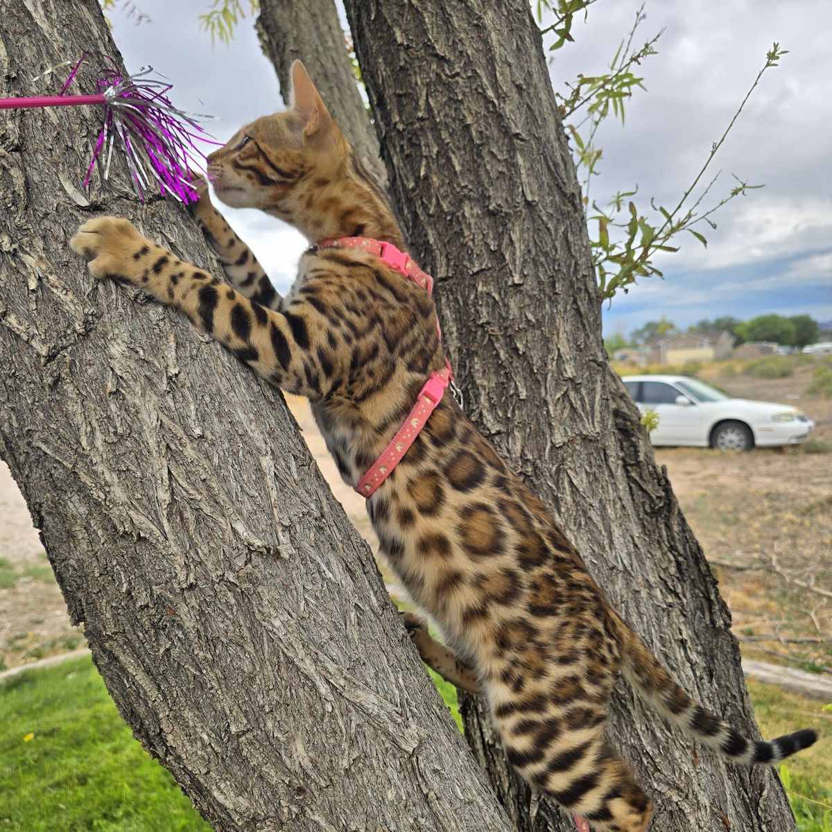 Stunning female TICA Registered Bengal Kitten