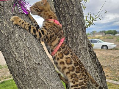 Stunning female TICA Registered Bengal Kitten