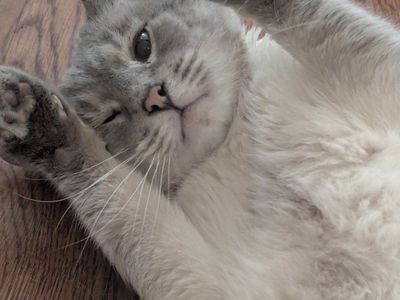 Hello my name is Frankie