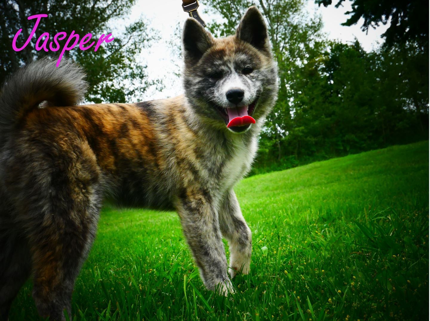 3 Female pure breed UKC REGISTERED Japanese akitas