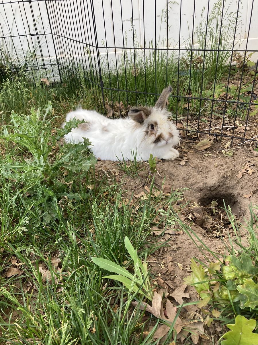 Cute male lionhead mix bunny