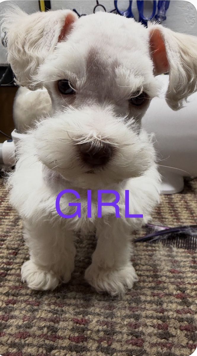TINY Rare PUREBRED FEMALE blue-eyed toy schnauzer w/MEGA fur $2000