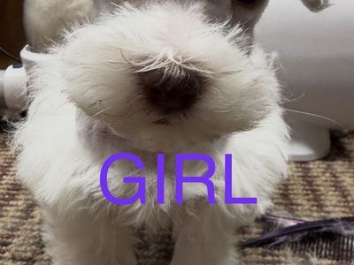 TINY Rare PUREBRED FEMALE blue-eyed toy schnauzer w/MEGA fur $2000