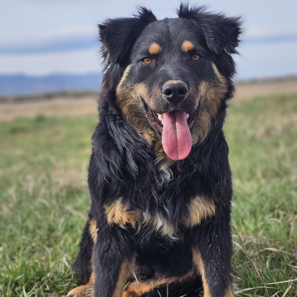 Beautiful Australian Shepherd