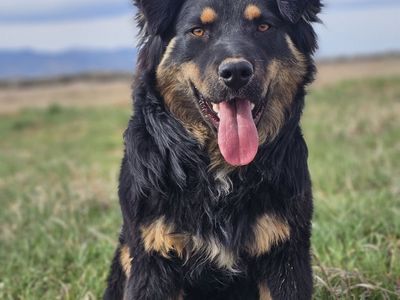 Beautiful Australian Shepherd