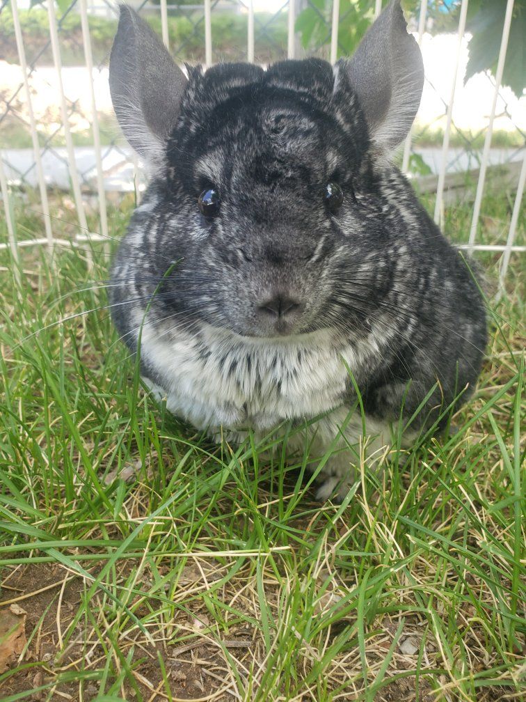 chinchilla, cage, and supplies
