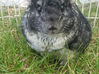 chinchilla, cage, and supplies
