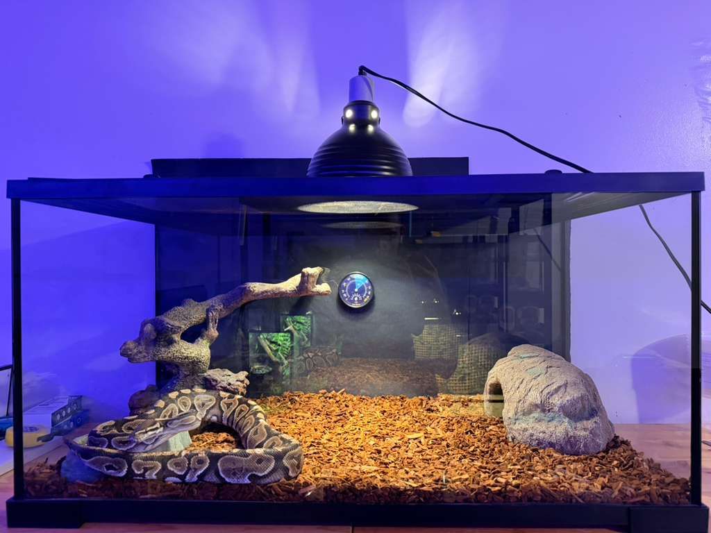 Ball Python