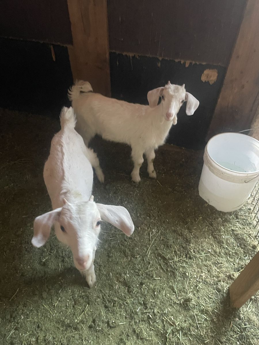 Goats