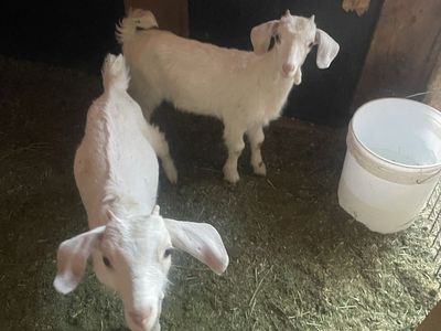 Goats