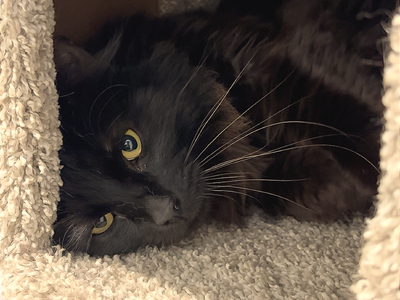 Hello my name is Coal