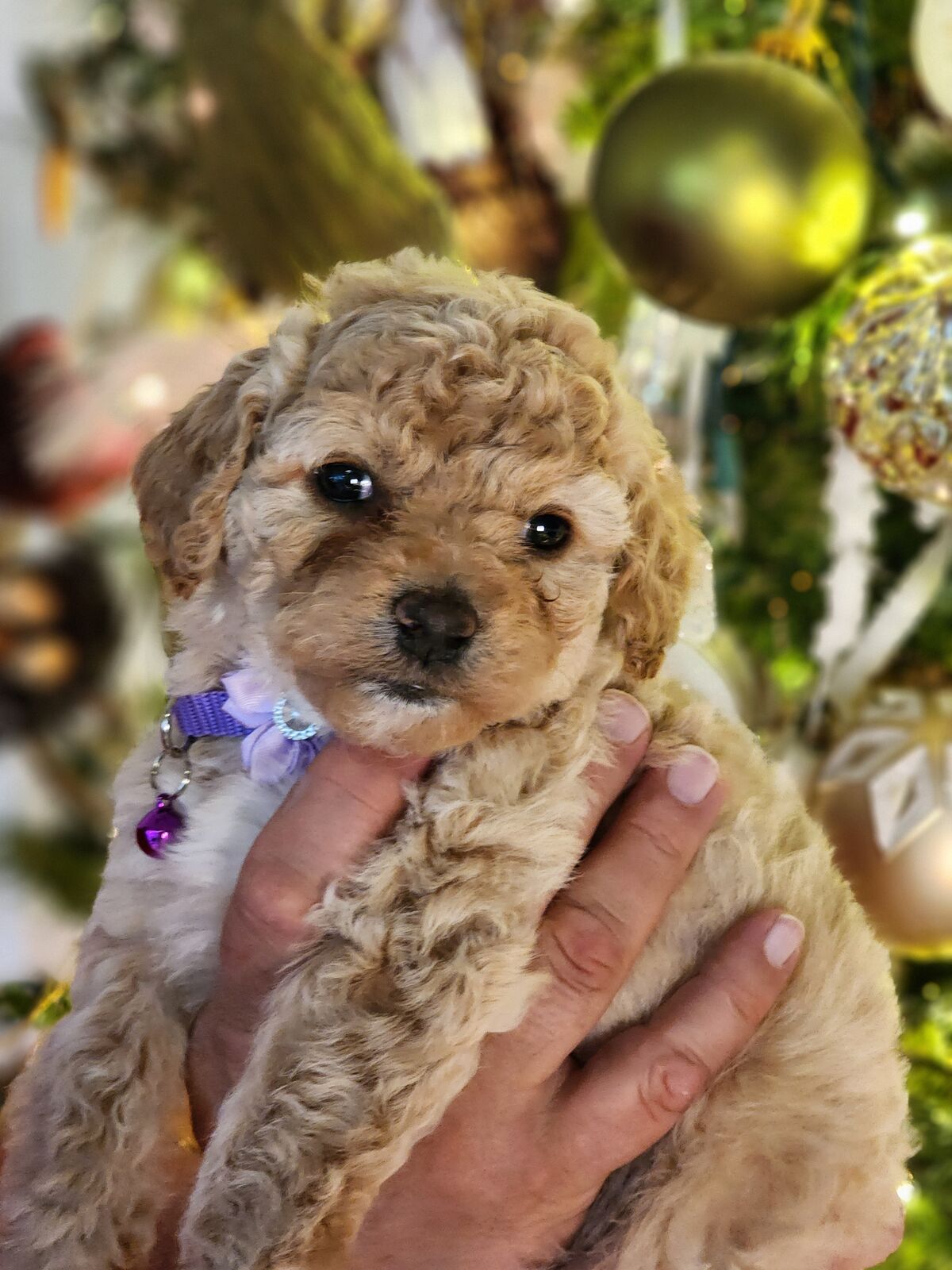 VALWNTINE'S DISCOUNT MINI CAVAPOO PUPPIES . PRICE REDUCED